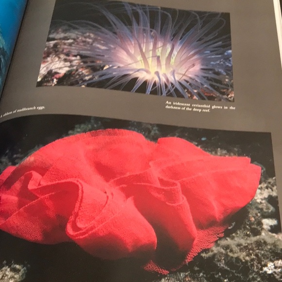 Coral Kingdoms book by Carl Roessler - Picture 4 of 6